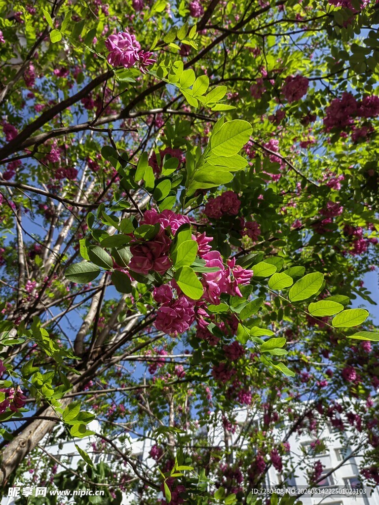 繁花满枝的翠绿树木