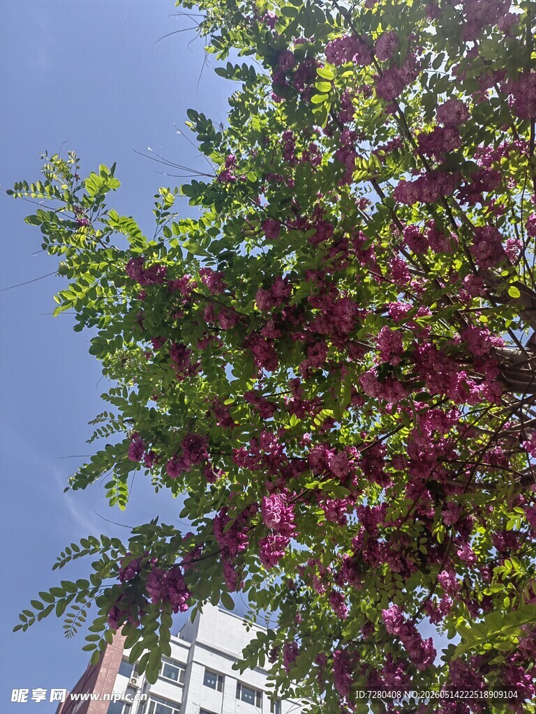 繁花绿叶的繁茂树木
