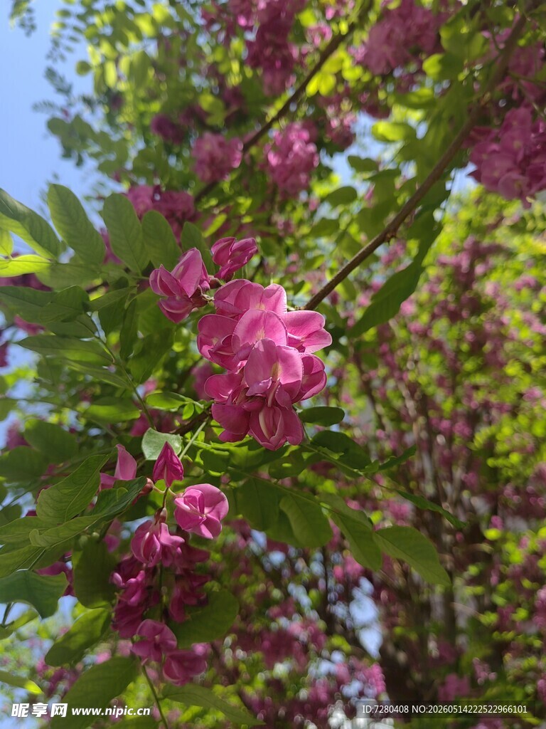 枝头绽放的娇艳粉色花朵