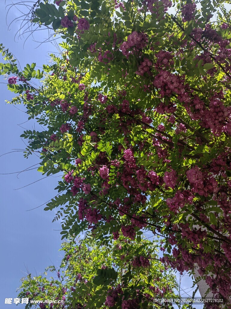 枝头繁花映蓝天