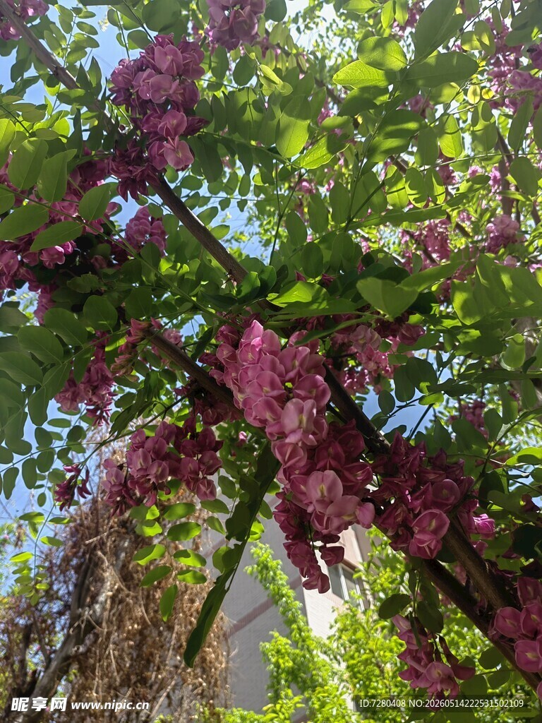 紫花满树的美丽景致