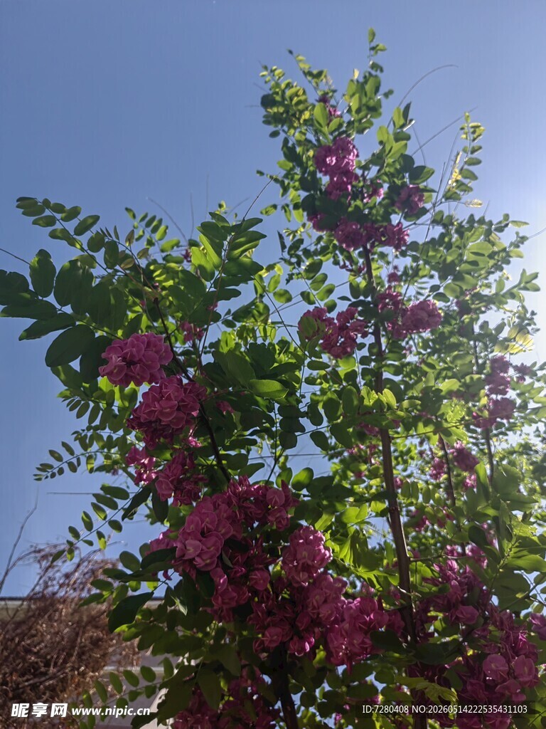 阳光下绽放的绚烂紫花