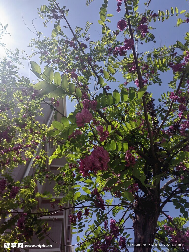 阳光下繁花满枝的树