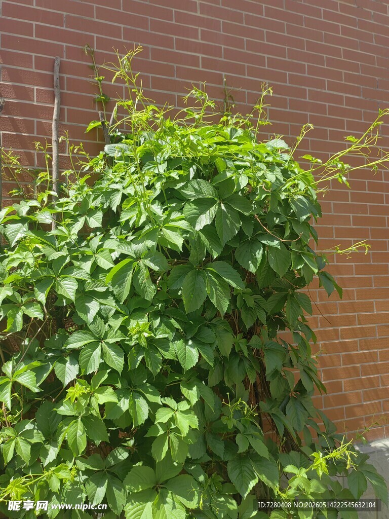 爬墙绿植生机盎然
