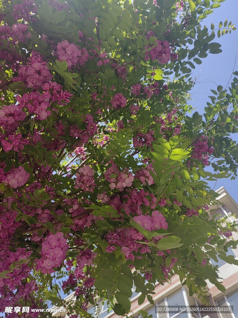 繁花满树映蓝天