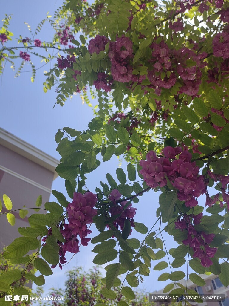 枝头紫花绽放