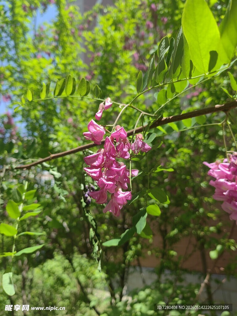 枝头绽放的娇艳紫花