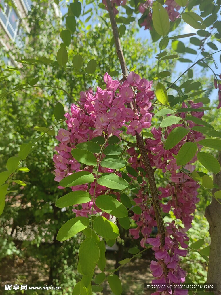 紫花绽放于绿叶间