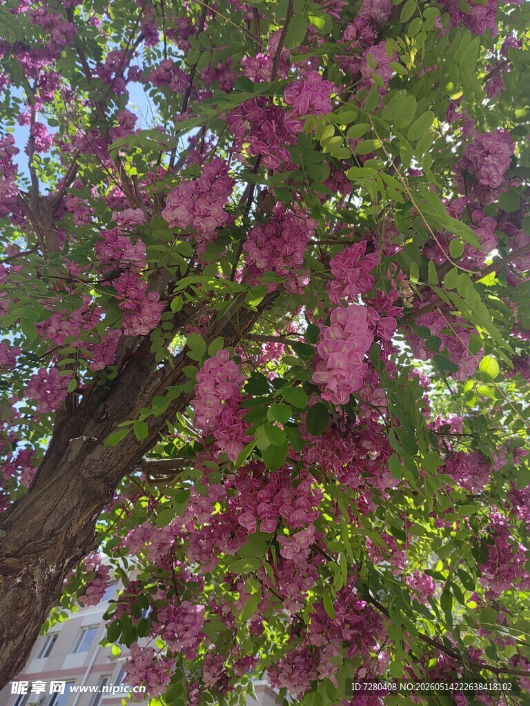 繁花满树的绚烂景致