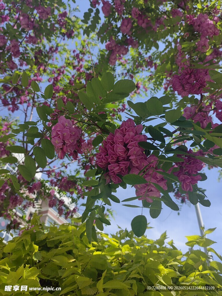 繁花绿叶间的春日美景