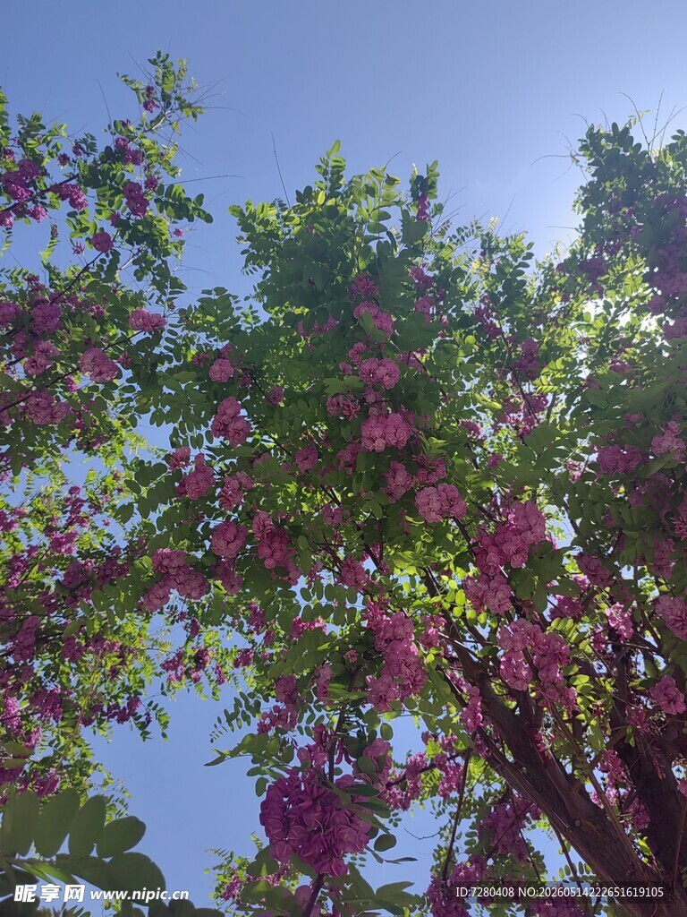 繁花满树映蓝天