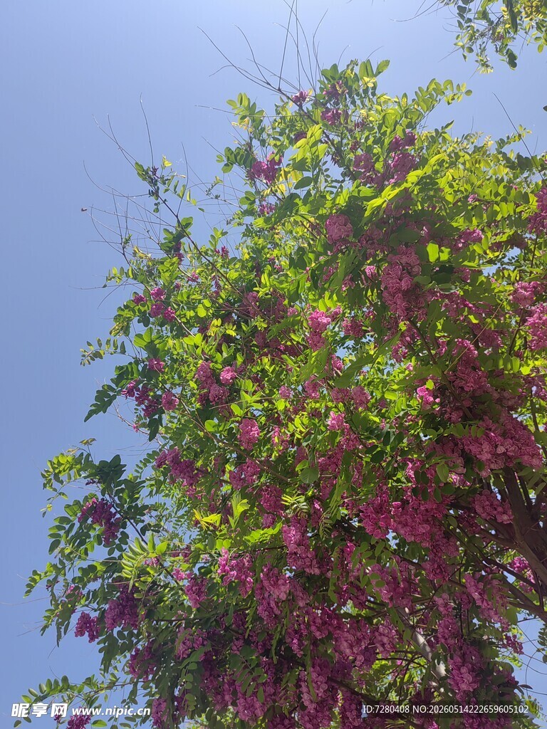 繁花满树的多彩景致