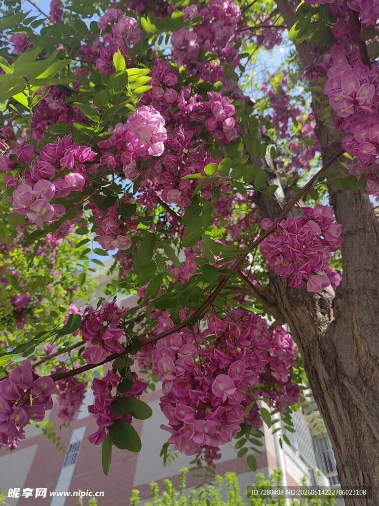 繁花满树的绚烂景象