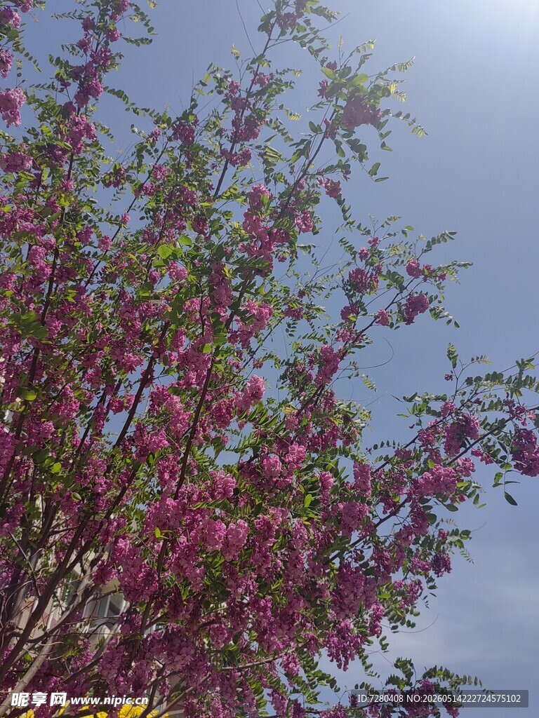 枝头繁花绽放