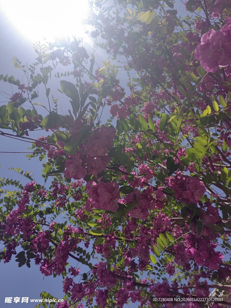 阳光下绽放的艳丽花朵