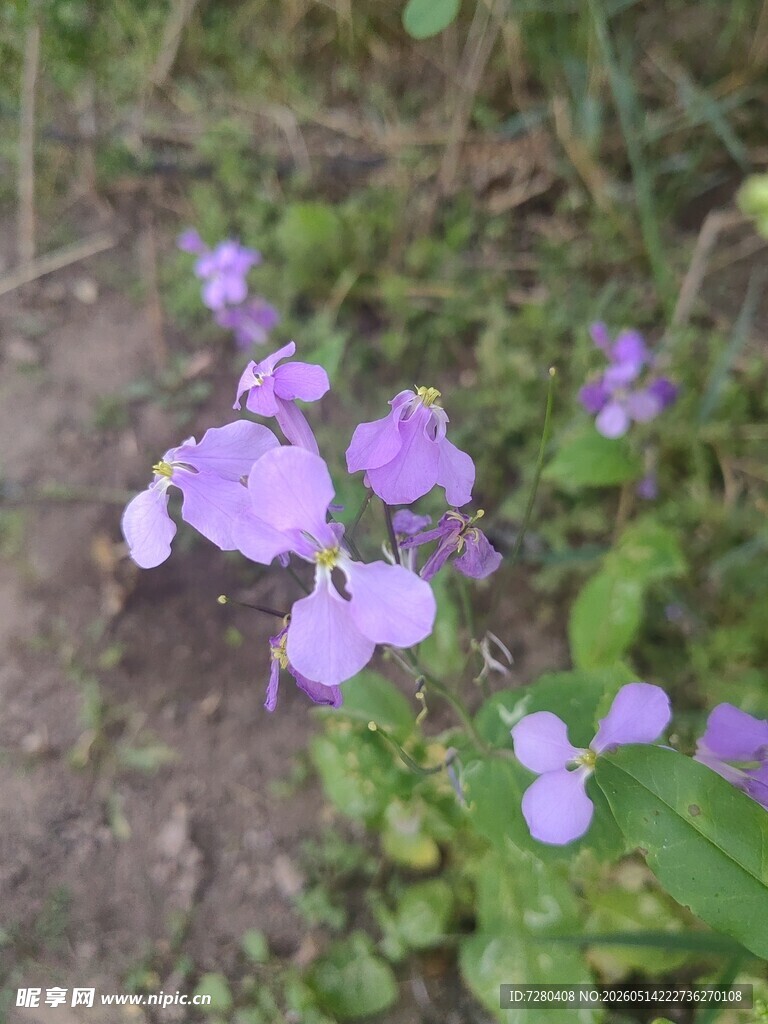 紫色小花绽放于草丛间