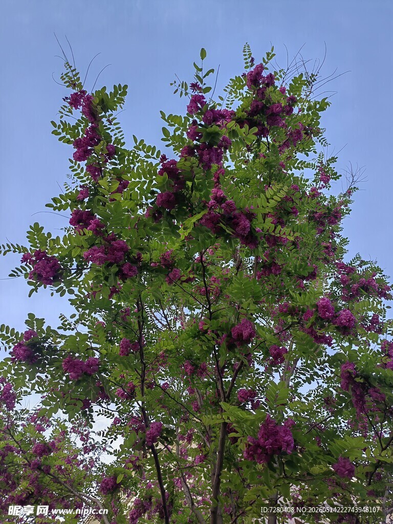 繁花满树的紫色花卉植株