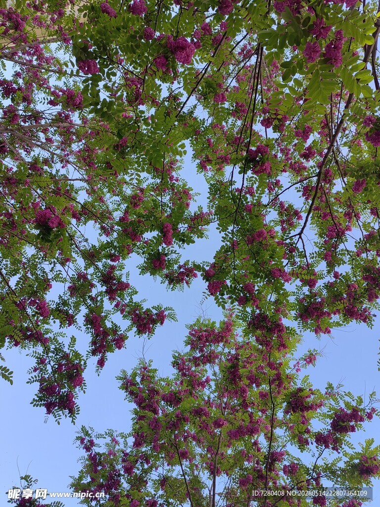 蓝天映衬下的繁茂花枝