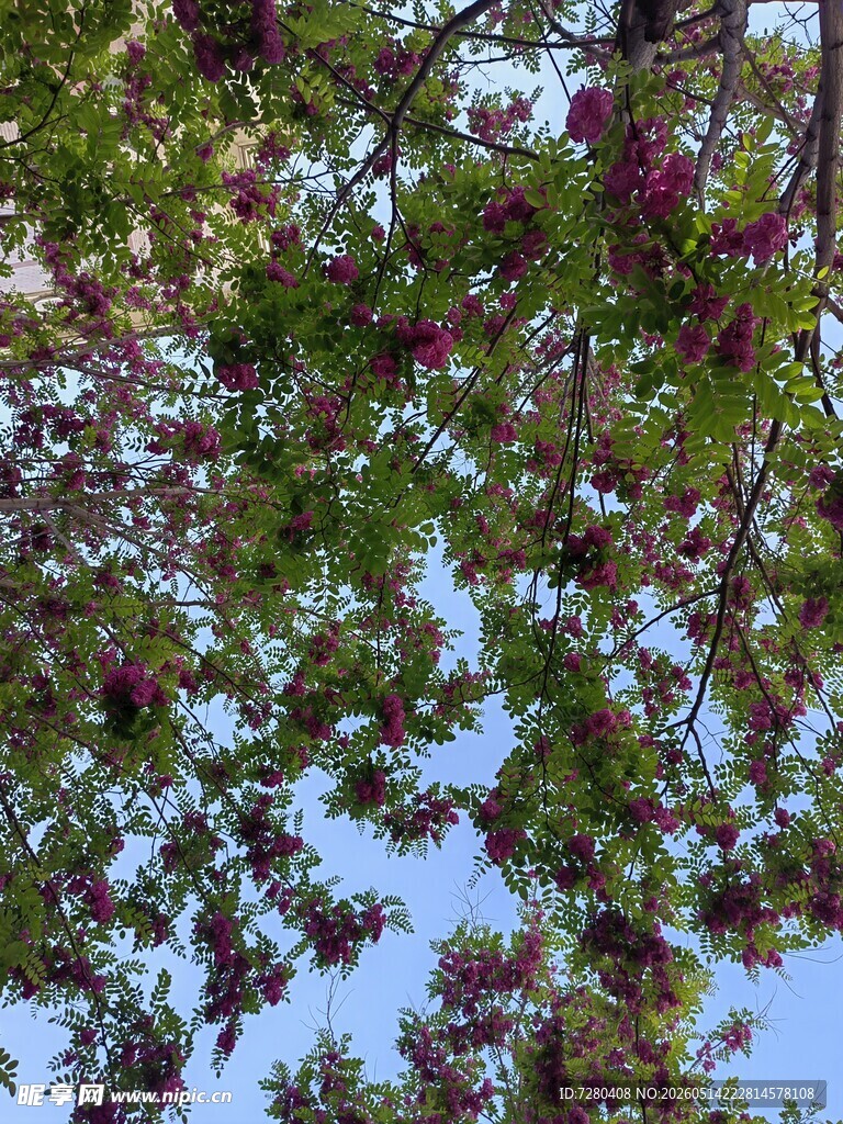 枝头繁花绽绿叶间