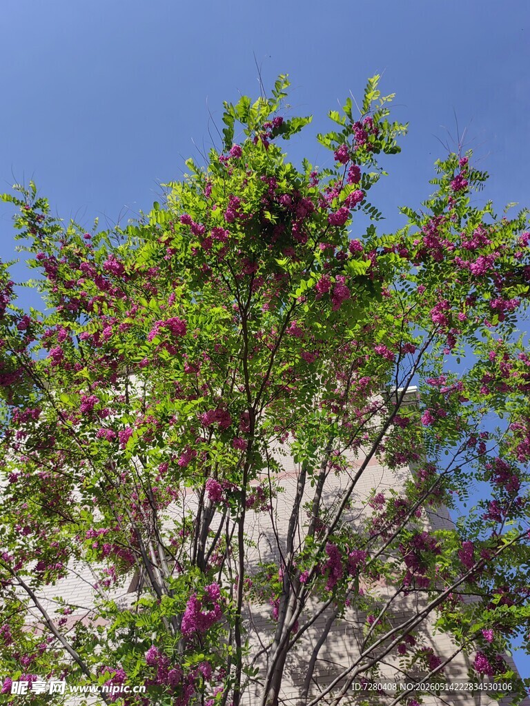 蓝天映衬下的繁茂花枝