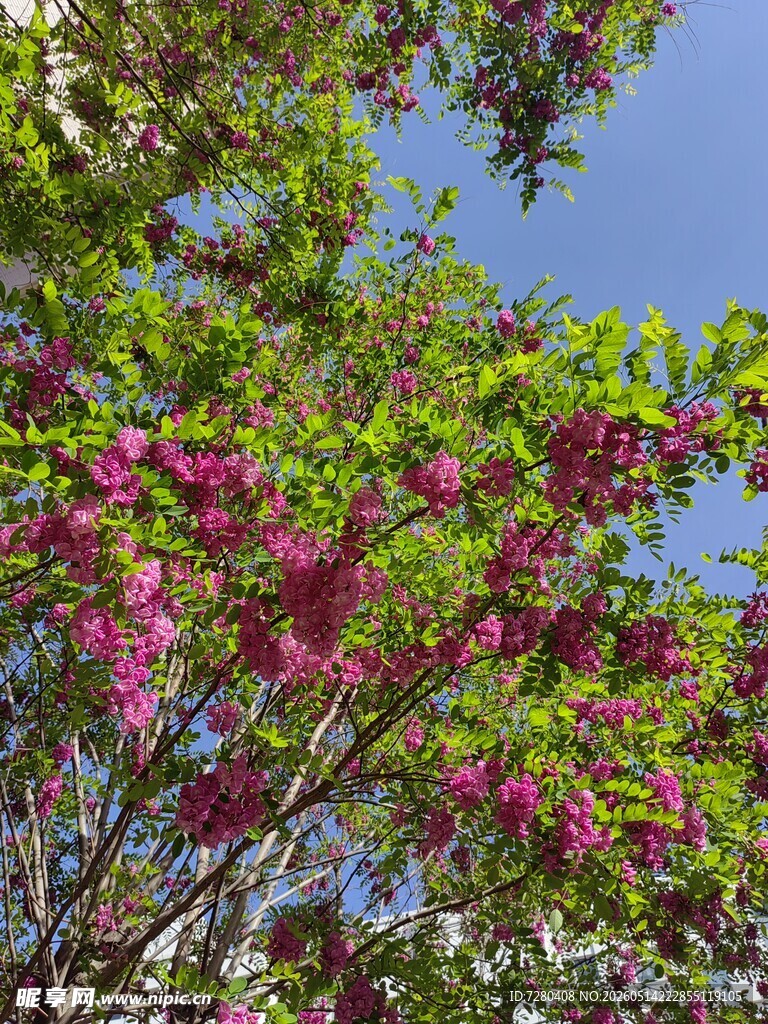 蓝天映衬下的绚烂繁花