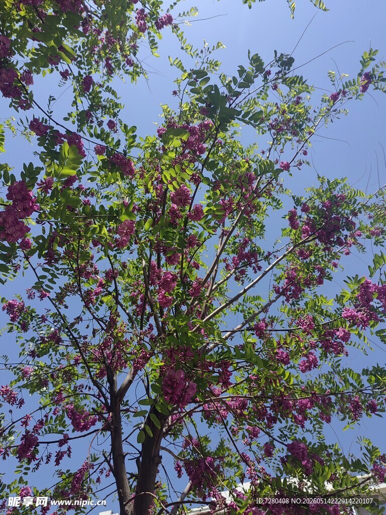 蓝天映衬下的繁花绿树