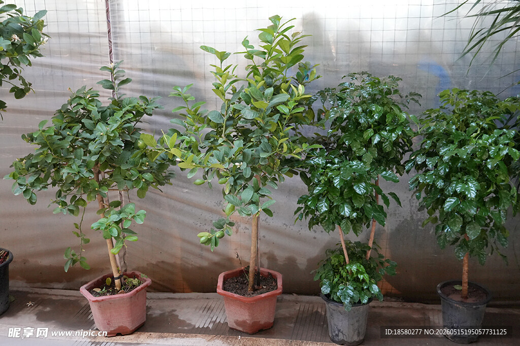 室内盆栽绿植景观展示