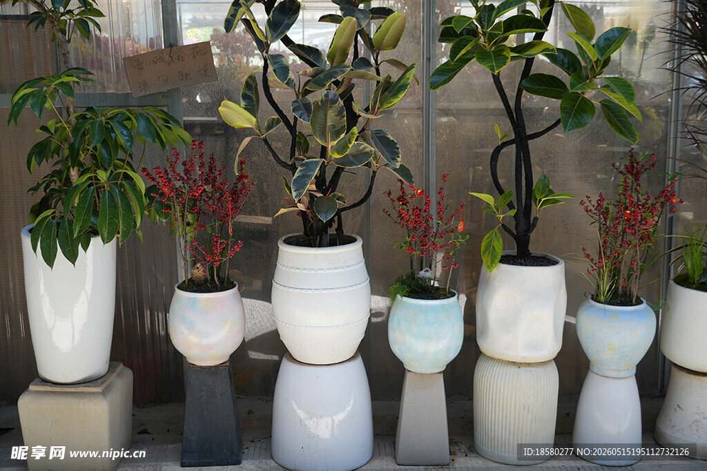多样盆栽展示清新绿植风