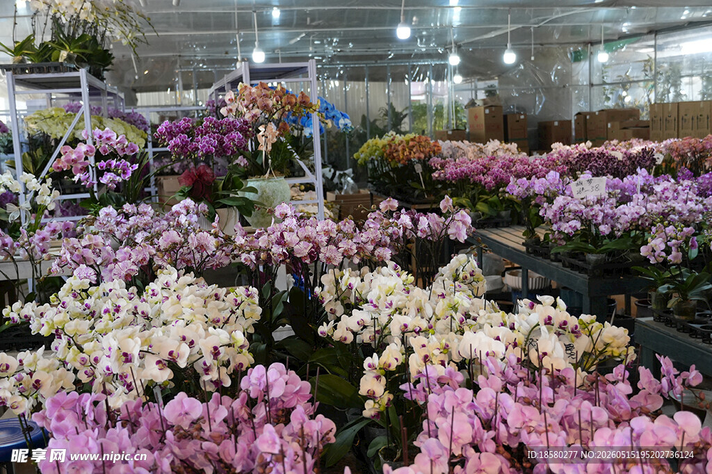多彩兰花花卉温室展示