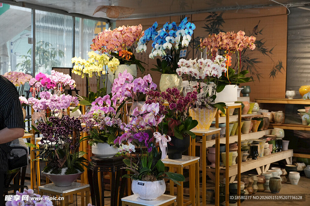 多彩花卉装点温馨花店