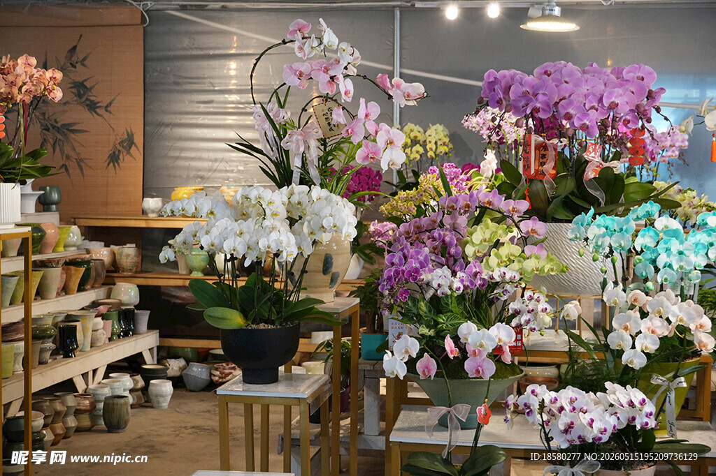 缤纷花卉装点的温馨花店