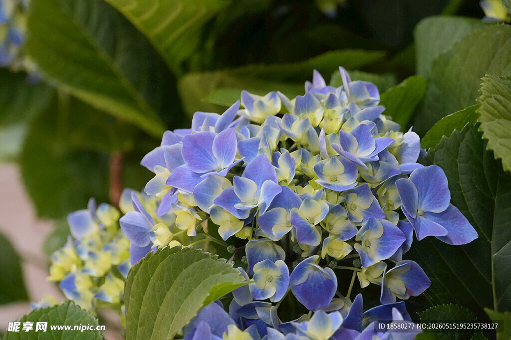 蓝紫绣球花绽放