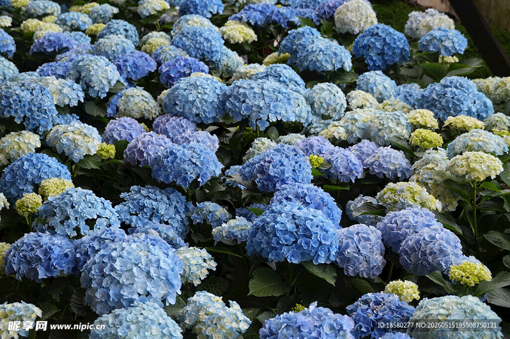 蓝白绣球花海