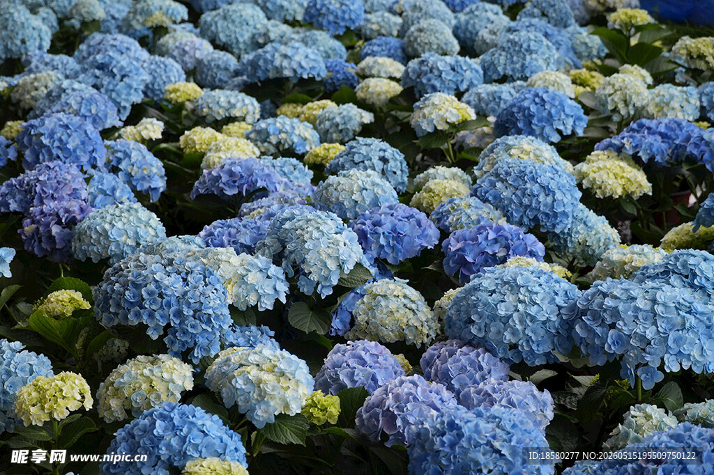 蓝紫绣球花海绚烂绽放