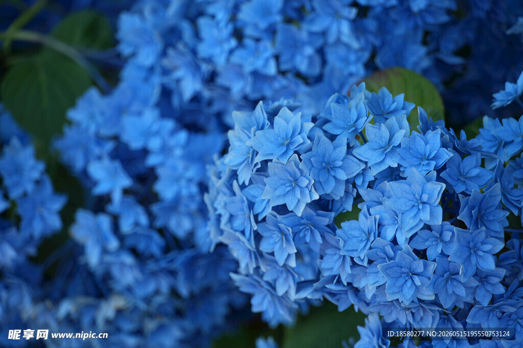 蓝色绣球花特写