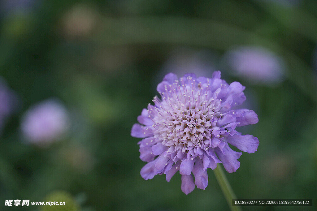 紫色小花特写