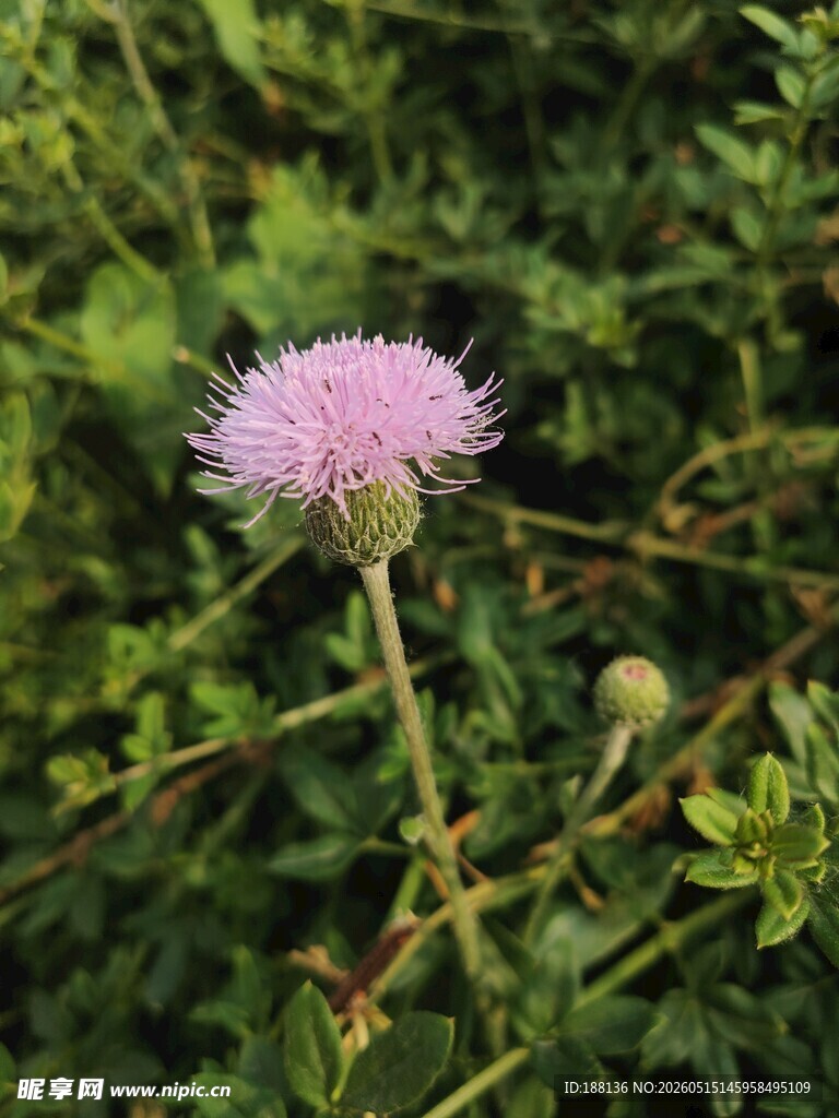 刺儿菜
