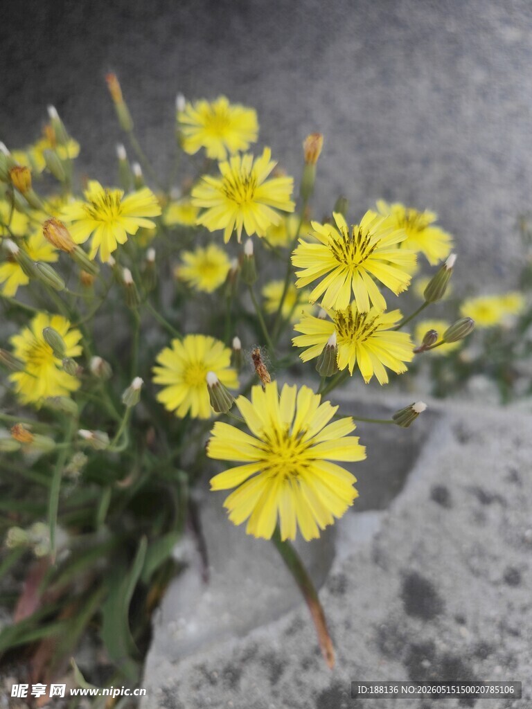 抱茎苦荬菜
