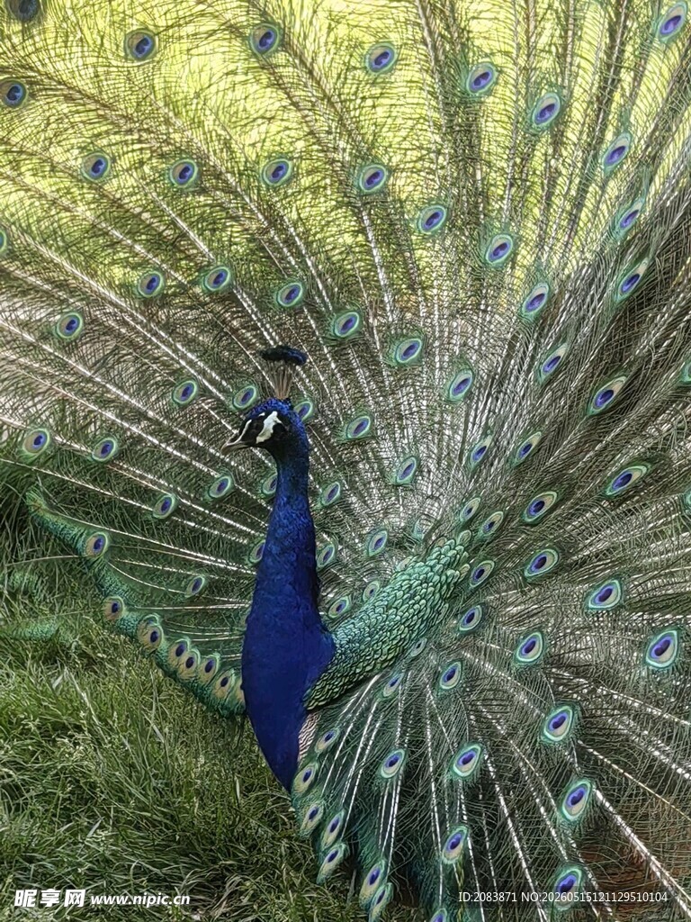 开屏的美丽孔雀