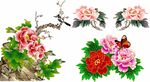 牡丹花