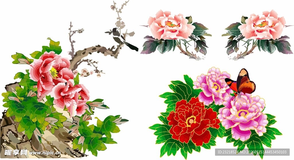 牡丹花