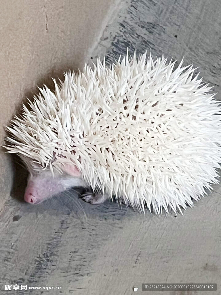 刺猬