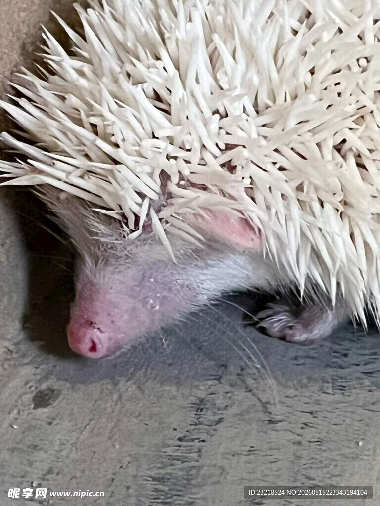 刺猬