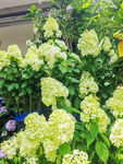 绣球花