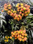 荔枝树