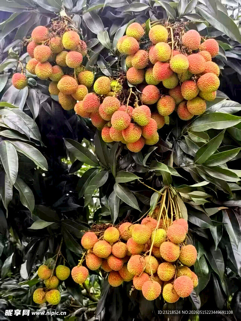 荔枝树