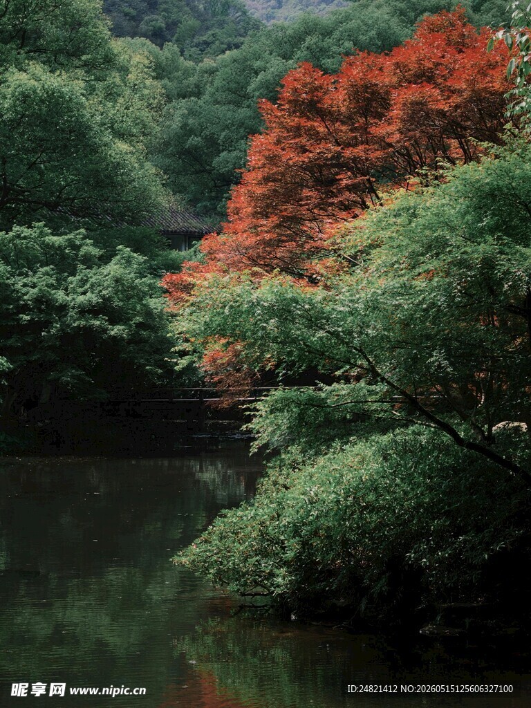 溪边红树映绿林