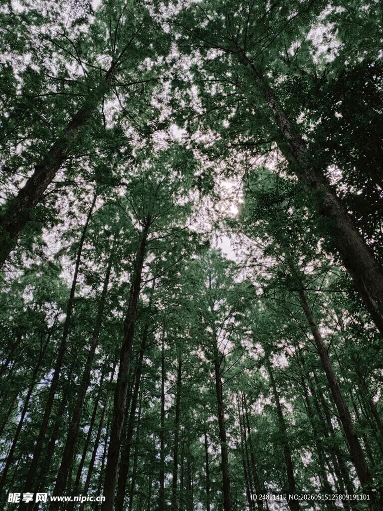 仰视茂密森林树冠景象