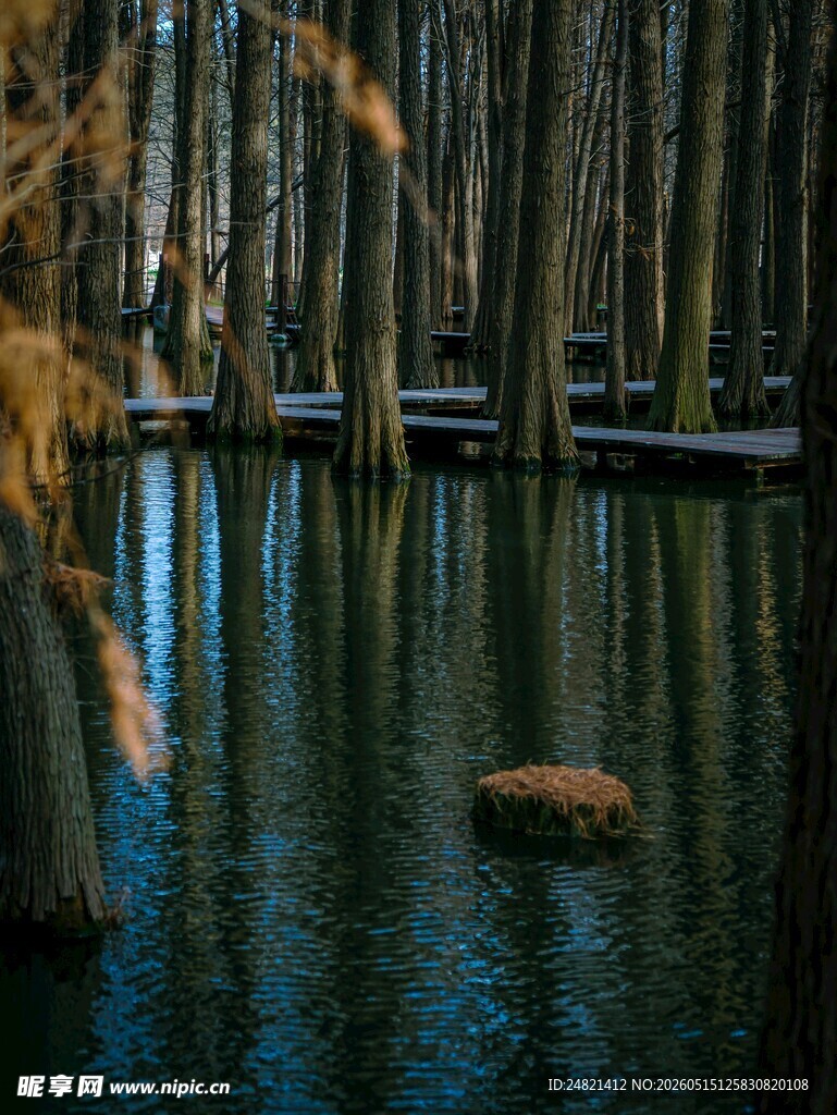 静谧水杉林