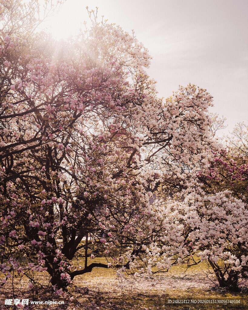 春日繁花盛开的树林